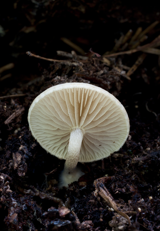 Pholiota scamba